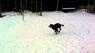 5 month old labrador retrieving a dummy to hand on recall whistle [upl. by Bouchier463]