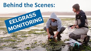 BehindtheScenes Eelgrass Monitoring [upl. by Cahn1]