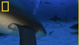 Un requin bordé croise la route dun requin bouledogue [upl. by Atnuahsal]