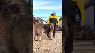 Would you let him out too  dog dogs caucashianshepherd animals bigdog pets puppy [upl. by Merline]