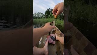 POND MANAGEMENT FISHING FROM A CANOE OLD SCHOOL FISHING POND HOPPINGfishingshortstrendingyt [upl. by Monda]