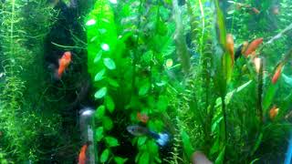 Cryptocoryne Lutea Grown To Reach Surface In 16 Inch High Aquarium [upl. by Poppy626]