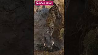 Warthog vs leopard 🐷🐆wildlife warthog wildlifebattle leopard animals [upl. by Kazimir]