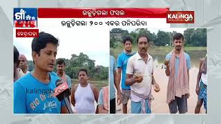 Cyclone rain damaged crops in Kendrapara submerged 200 acre land  Kalinga TV [upl. by Llered]