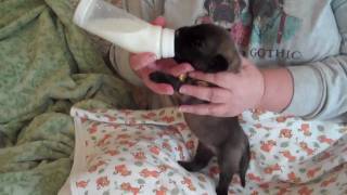 Bottle Feeding 13 Mastiff Puppies [upl. by Bates]