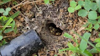 MASSIVE Subterranean Yellow Jacket Nest Removed From Clients Yard Wasp Nest Removal [upl. by Arod213]