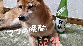 柴犬さんと晩酌 かなり長編…パパの汚い効果音あり…すいません。洗面所が近くて… [upl. by Wait885]