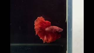 ORANGE ROSETAIL BETTA FISH  exotic bettafish video [upl. by Katinka]