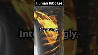 Unlock the Secrets of the Human Ribcage science anatomy bones interestingfacts biology [upl. by Weinshienk]