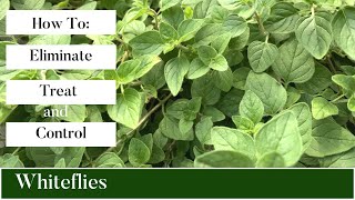 How To Eliminate Treat and Control Whiteflies on Your PlantsWhitefly Control [upl. by Schulze]