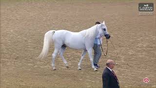 N 132 GALA AL FARRES 4th Qatar Arabian Breeders Cup 2024 Mares 4 6 Years Old Class 7 [upl. by Calloway]