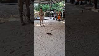 Mine Detection Rats  Cambodia [upl. by Otreblasiul]