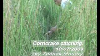 Corncrake for web [upl. by Bert476]