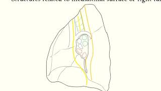 Structures related to mediastinal surface of right lung [upl. by Euqinehs]