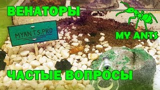 Harpegnathos venator Венаторы частые вопросы содержание формикарий [upl. by Trotta]