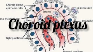 choroid plexus anatomy physiology physio drnajeeblectures drnajeeb viralvideo trending [upl. by Wenona]