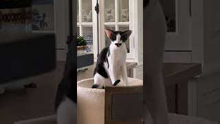 Oriental Shorthair cats unique meow [upl. by Larok]