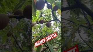 MAMEY SAPOTE shorts short [upl. by Nahtaj]