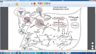 Picornaviridae Multiplication Cycle [upl. by Mariquilla]