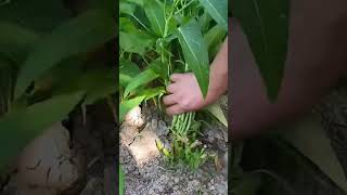 trending farming harvesting viral shorts youtubeshorts EarthAndSkyDiaries [upl. by Noemis]