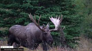 Unseen Footage of a Famous Big Bull Moose moose alaska [upl. by Perrie917]