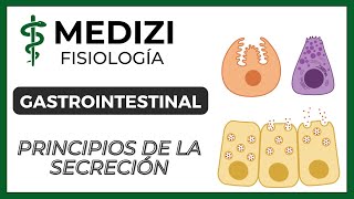 Clase 47 Fisiología Gastrointestinal  Principios básicos de la Secreción IGdoctorpaiva [upl. by Athene708]