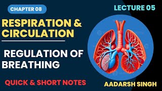 Class 12  Lec 05  Respiration amp Circulation  Regulation of Breathing [upl. by Acissehc598]