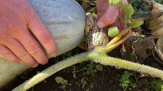 Winter Squash Harvest Tips [upl. by Connelly]