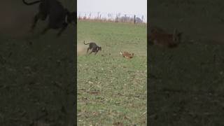 Saluki Dog hunting Rabbit greyhound dog 2024 breed crossing greyhounddog doglover tazidog [upl. by Renato304]