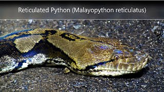 Reticulated Python Malayopython reticulatus [upl. by Mahseh211]