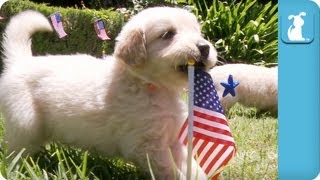 Patriotic Puppies  Golden Retriever Puppies National Puppy Anthem [upl. by Anoik]