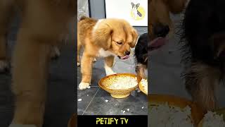 Puppies Try Different Foods Hilarious Reactions😂🐕 dog puppy shorts review dogvideo cute Food [upl. by Fasa634]