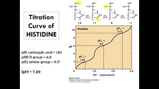 Protonic Equilibria and Analysis of Amino Acids [upl. by Eaton]