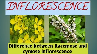 Difference between Racemose and cymose inflorescence inflorescenceracemosecymose [upl. by Nylesaj199]