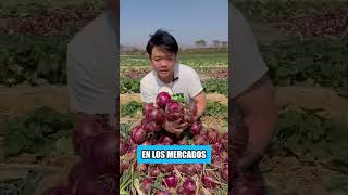 Estos agricultores chinos inteligentes están ganando millones cultivando col junto con cebollas [upl. by Manolo974]