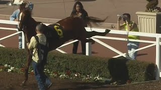 Horse Nearly Kicks Fan at Santa Anita  February 05 2015 [upl. by Yendyc11]