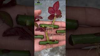 How to grow rose from cuttings best result of rose cutting growroses garden garden [upl. by Hansiain665]