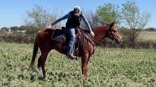 “Hank” 141 H 5 yr old sorrel gelding [upl. by Amoritta]