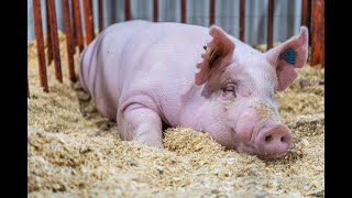 2024 Jr Fair Hog Show [upl. by Nordek]