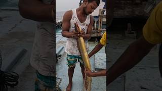 समुद्राच्या तळात जाळी लावून पकडली पिवळी वाम Deep sea VAM fishing vam boat fishing india [upl. by Eillehs]