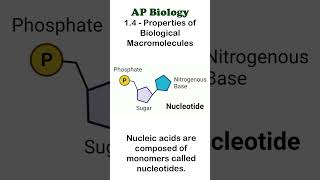 AP Bio  14 Part 1  Nucleic Acids apbiology biochemistry [upl. by Lynne134]