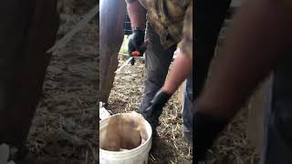 Castrating bull calves with a head gate [upl. by Armilda]