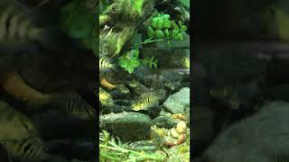 FiremouthConvict Hybrid cichlid fish accidental breeding cichlid aquarium breeding rabbitfish [upl. by Hartmunn]