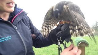 Training Lucy the Sparrowhawk [upl. by Hillinck]