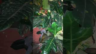 Codiaeum Variegatum var Pictumindooryoutubeytshorts [upl. by Em]