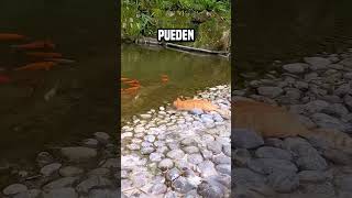 Quizá ningún humano pueda ser tan ágil como un gato😨 shortsvideo [upl. by Friedlander]