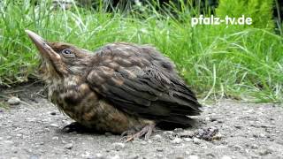 Naturdoku  Eine junge Amsel bettelt um Futter  Nikon P 100 Full HD Video [upl. by Marthe]