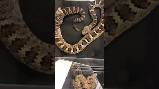 Rattlesnake Shedding Its Skin Timelapse shorts [upl. by Nosnev]