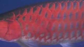 Powerfull Elkindored Arowana 60 cm [upl. by Yrolg]