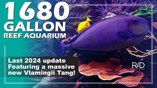 OUR 1680 GALLON SHOWROOM REEF AQUARIUM LAST UPDATE OF 2024 FEATURING OUR NEW MASSIVE VLAMINGII TANG [upl. by Karli]